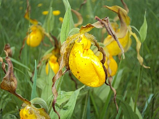 Lady´slipper Orchid / Lisa Trost ©2010 
